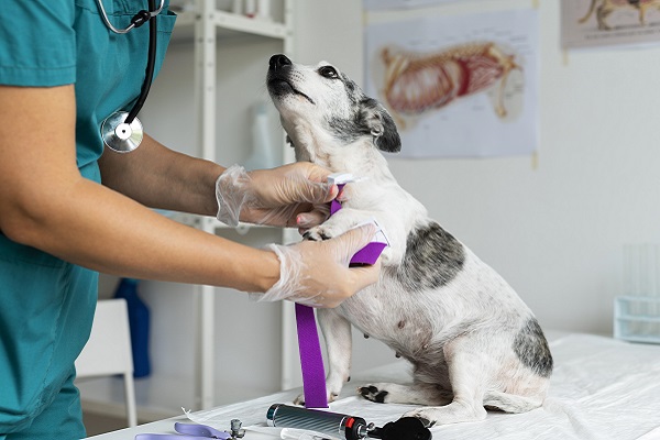 Animal Welfare and Veterinary Science Experiences